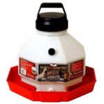 LITTLE GIANT - Top Fill Chicken Fount, 3 Gallon