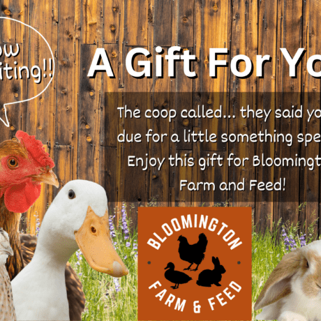 Gift card for Bloomington Farm and Feed with a rustic farm-themed design. The card features playful text inviting the recipient to explore farm-fresh products and feathered finds. The background includes subtle illustrations of farm elements like chickens and barnyard scenes, capturing the charm of farm life.