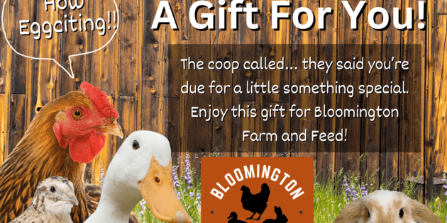 Gift card for Bloomington Farm and Feed with a rustic farm-themed design. The card features playful text inviting the recipient to explore farm-fresh products and feathered finds. The background includes subtle illustrations of farm elements like chickens and barnyard scenes, capturing the charm of farm life.