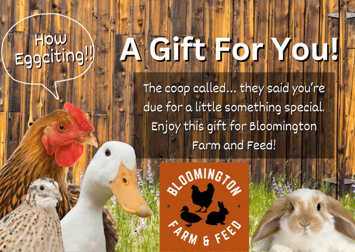 Gift card for Bloomington Farm and Feed with a rustic farm-themed design. The card features playful text inviting the recipient to explore farm-fresh products and feathered finds. The background includes subtle illustrations of farm elements like chickens and barnyard scenes, capturing the charm of farm life.