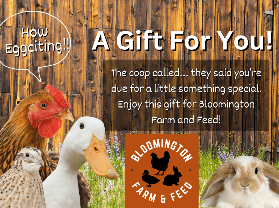 Gift card for Bloomington Farm and Feed with a rustic farm-themed design. The card features playful text inviting the recipient to explore farm-fresh products and feathered finds. The background includes subtle illustrations of farm elements like chickens and barnyard scenes, capturing the charm of farm life.